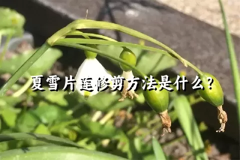 夏雪片莲修剪方法是什么？