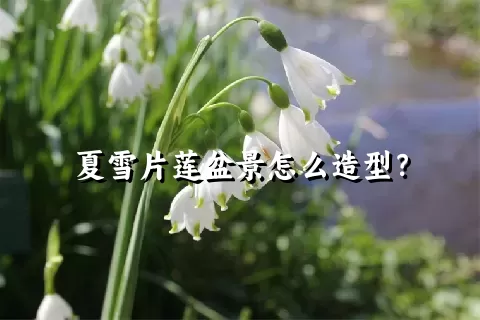 夏雪片莲盆景怎么造型？