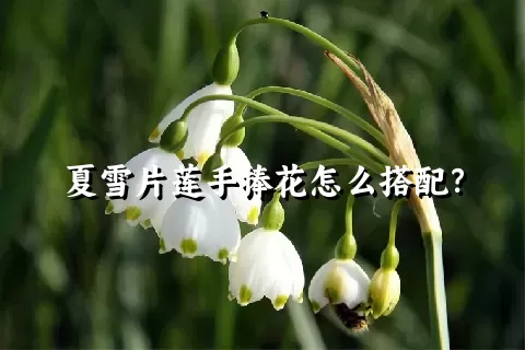 夏雪片莲手捧花怎么搭配？