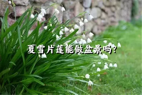 夏雪片莲能做盆景吗？