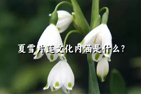 夏雪片莲文化内涵是什么？