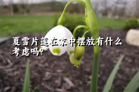 夏雪片莲在家中摆放有什么考虑吗？