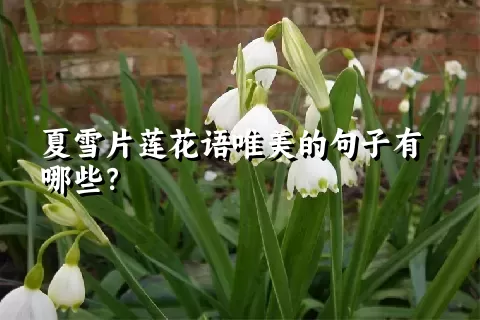 夏雪片莲花语唯美的句子有哪些？