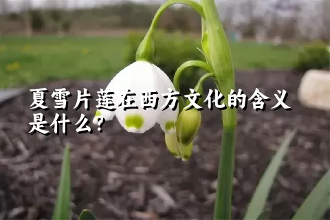 夏雪片莲在西方文化的含义是什么？