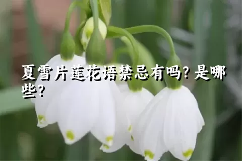 夏雪片莲花语禁忌有吗？是哪些？