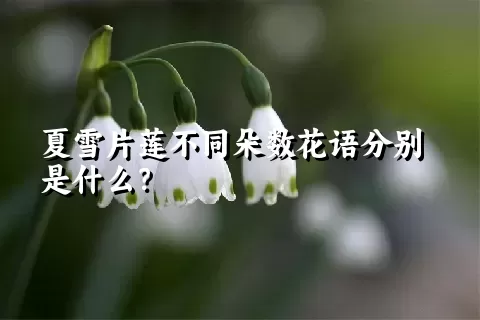 夏雪片莲不同朵数花语分别是什么？