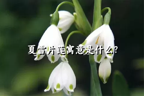 夏雪片莲寓意是什么？