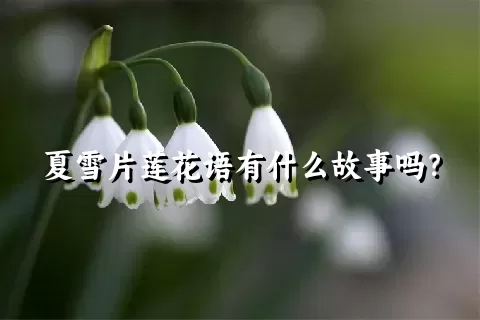 夏雪片莲花语有什么故事吗？