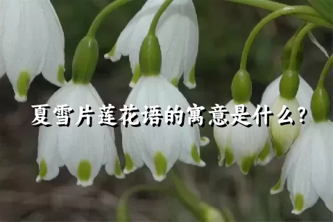 夏雪片莲花语的寓意是什么？