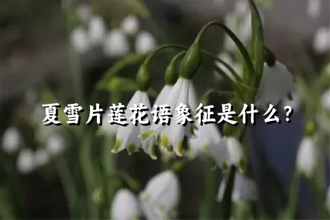 夏雪片莲花语象征是什么？