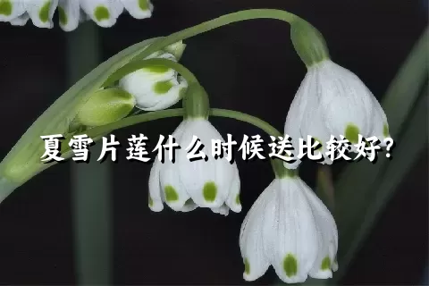 夏雪片莲什么时候送比较好？