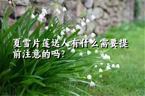 夏雪片莲送人有什么需要提前注意的吗？