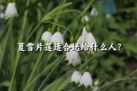 夏雪片莲适合送给什么人？