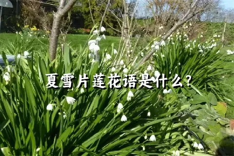 夏雪片莲花语是什么？