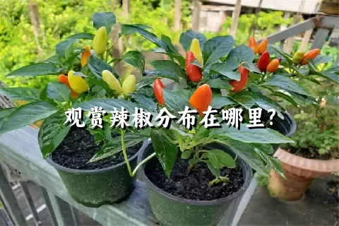 观赏辣椒分布在哪里?