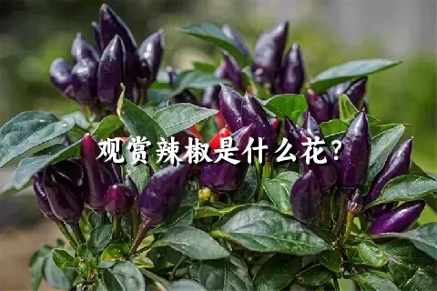 观赏辣椒是什么花？