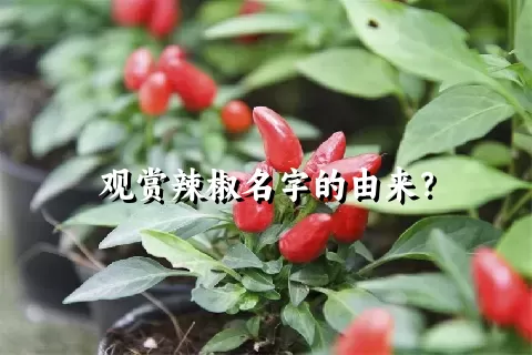 观赏辣椒名字的由来？