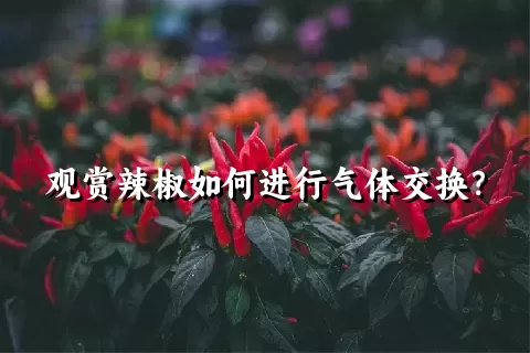 观赏辣椒如何进行气体交换？