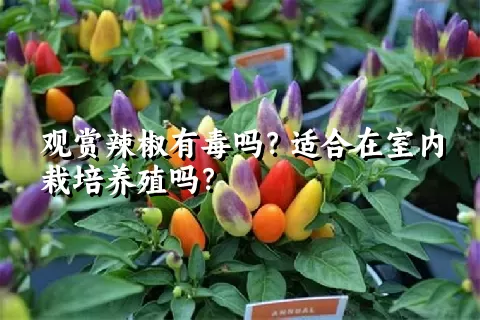 观赏辣椒有毒吗？适合在室内栽培养殖吗？