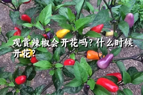 观赏辣椒会开花吗？什么时候开花？