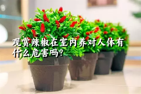 观赏辣椒在室内养对人体有什么危害吗？