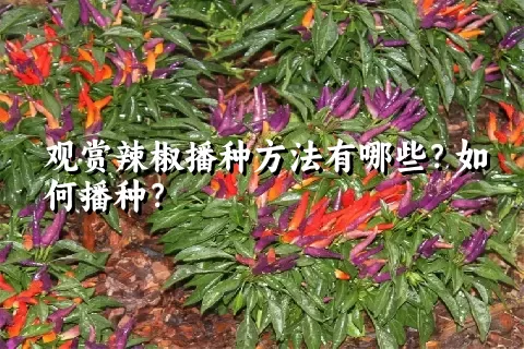 观赏辣椒播种方法有哪些？如何播种？