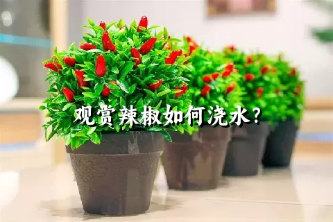 观赏辣椒如何浇水？