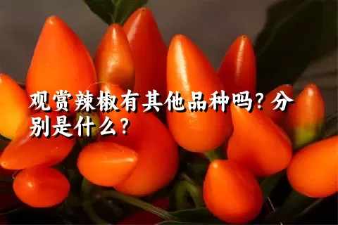 观赏辣椒有其他品种吗？分别是什么？