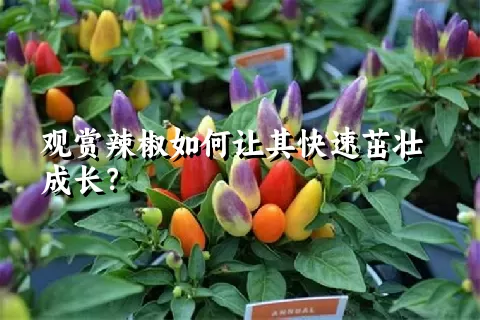 观赏辣椒如何让其快速茁壮成长？