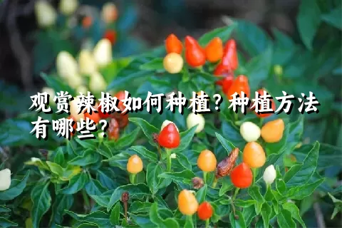 观赏辣椒如何种植？种植方法有哪些？