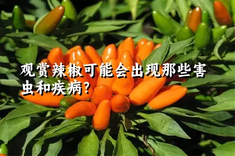 观赏辣椒可能会出现那些害虫和疾病？