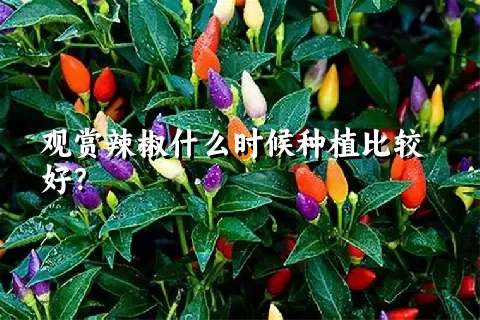 观赏辣椒什么时候种植比较好？