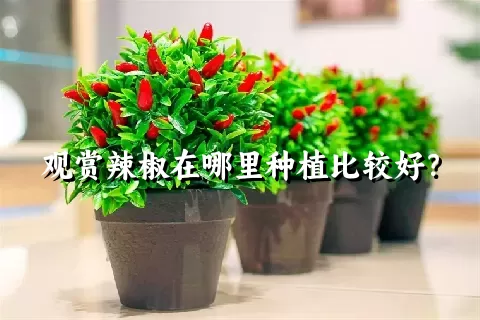 观赏辣椒在哪里种植比较好？