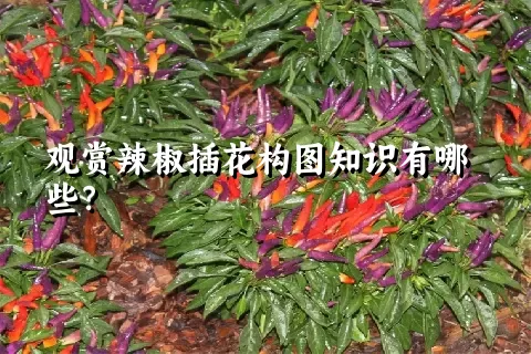 观赏辣椒插花构图知识有哪些？