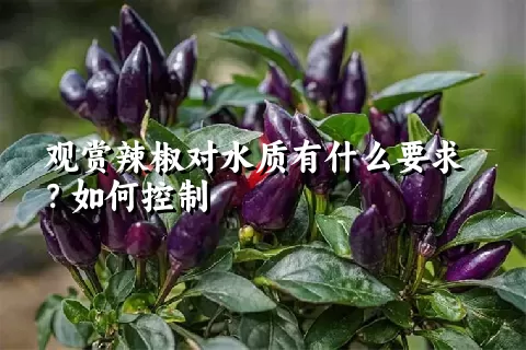 观赏辣椒对水质有什么要求？如何控制