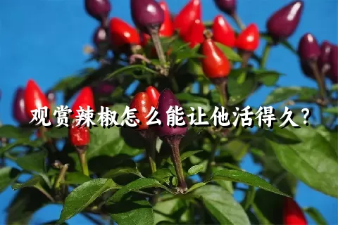 观赏辣椒怎么能让他活得久？