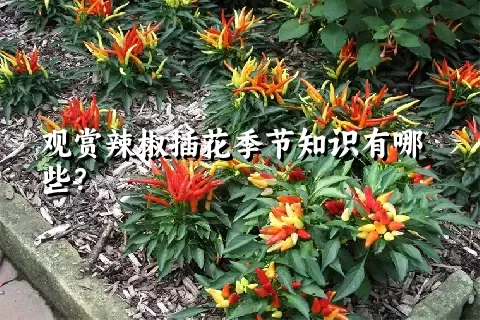 观赏辣椒插花季节知识有哪些？