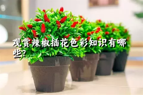 观赏辣椒插花色彩知识有哪些？