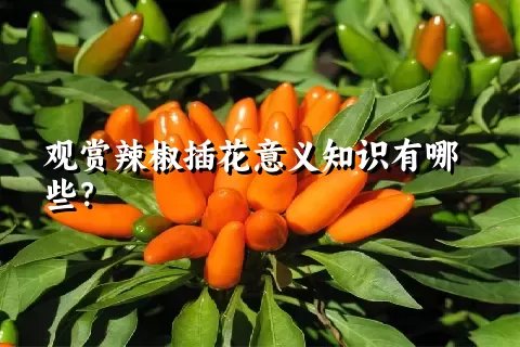 观赏辣椒插花意义知识有哪些？