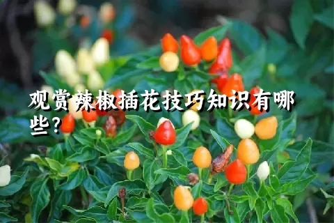 观赏辣椒插花技巧知识有哪些？