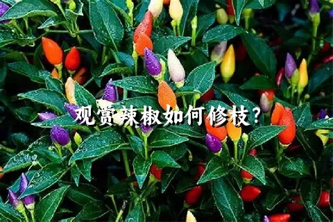 观赏辣椒如何修枝？