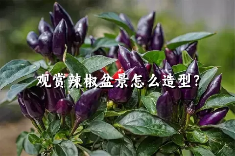 观赏辣椒盆景怎么造型？