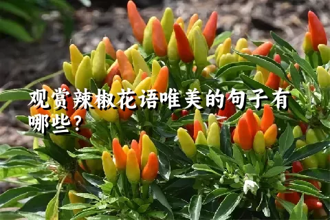 观赏辣椒花语唯美的句子有哪些？