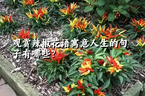 观赏辣椒花语寓意人生的句子有哪些？