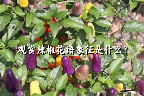 观赏辣椒花语象征是什么？