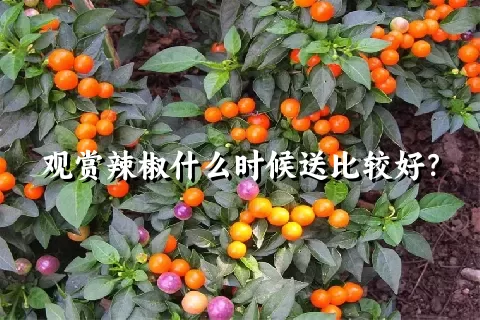 观赏辣椒什么时候送比较好？