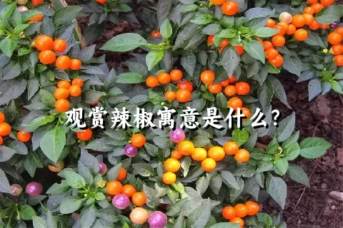 观赏辣椒寓意是什么？