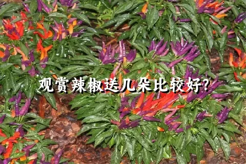 观赏辣椒送几朵比较好？