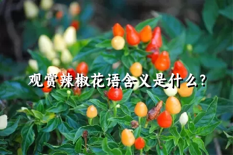 观赏辣椒花语含义是什么？