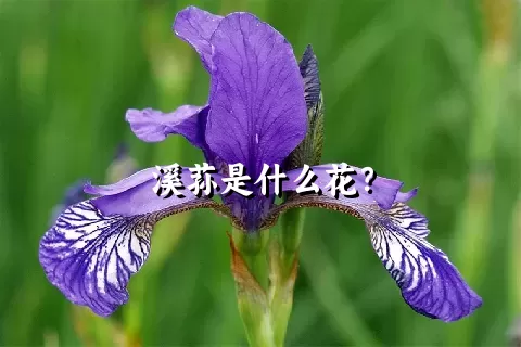 溪荪是什么花？